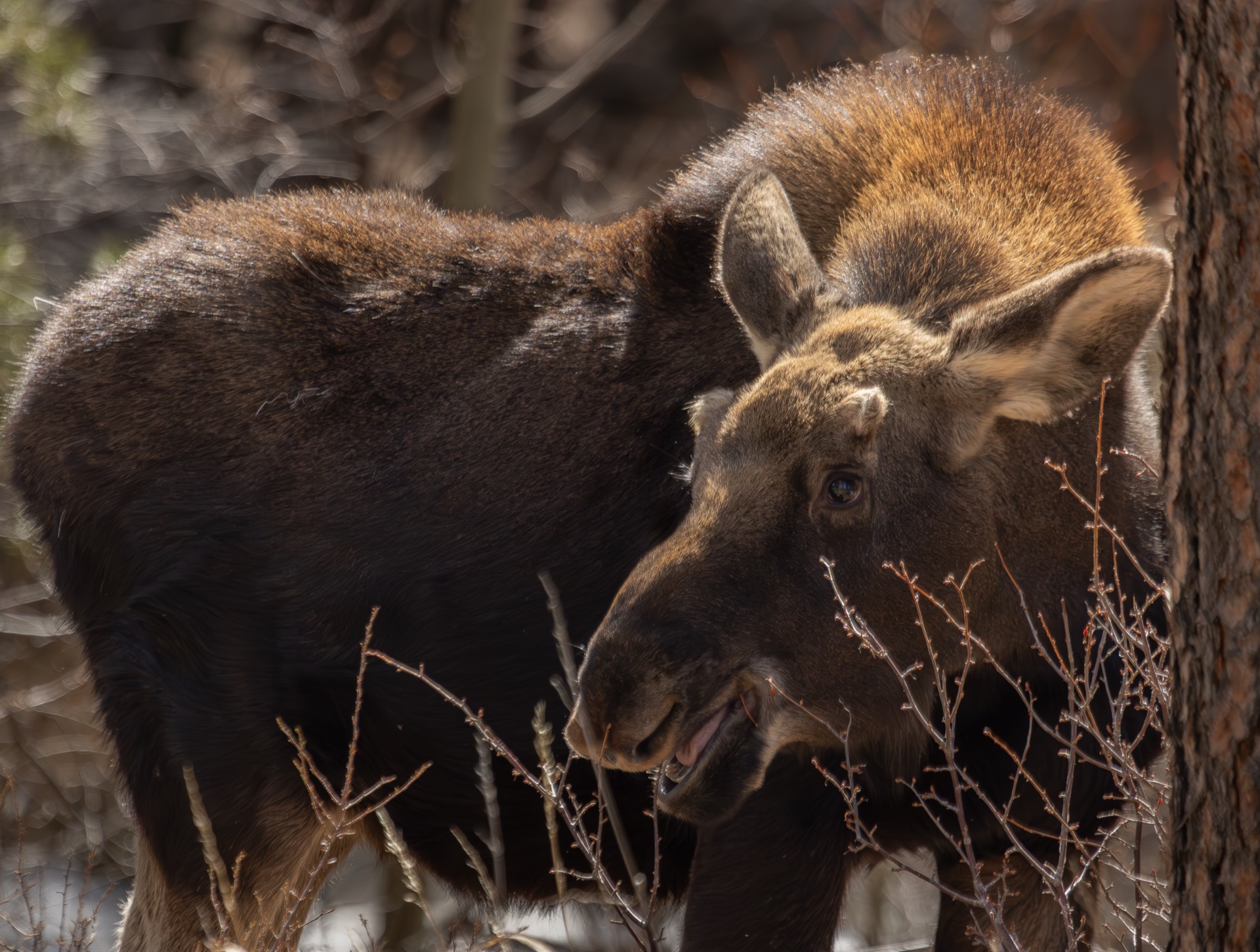 Moose 6