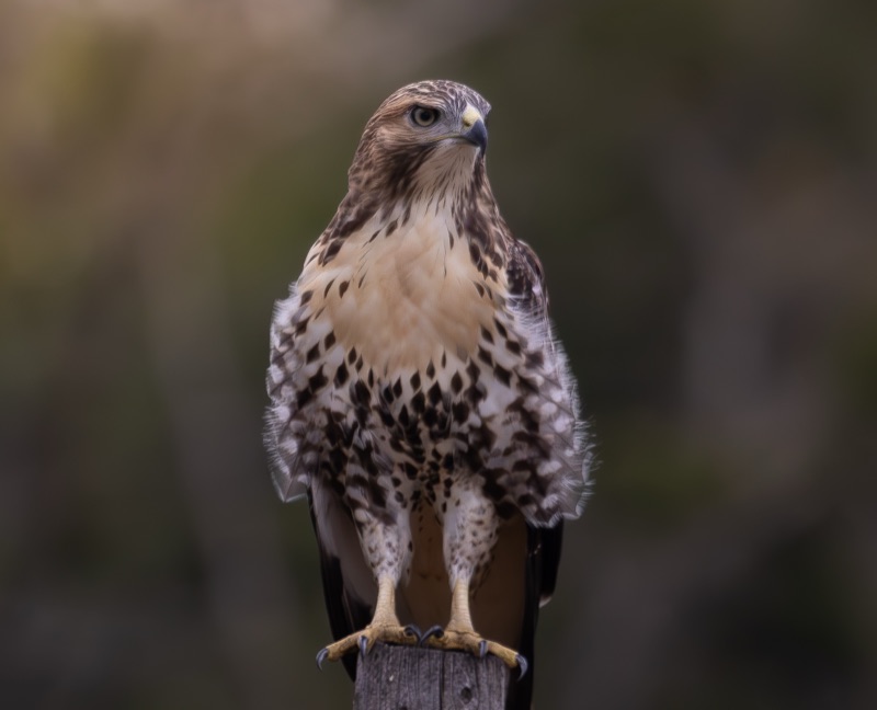 Hawk3