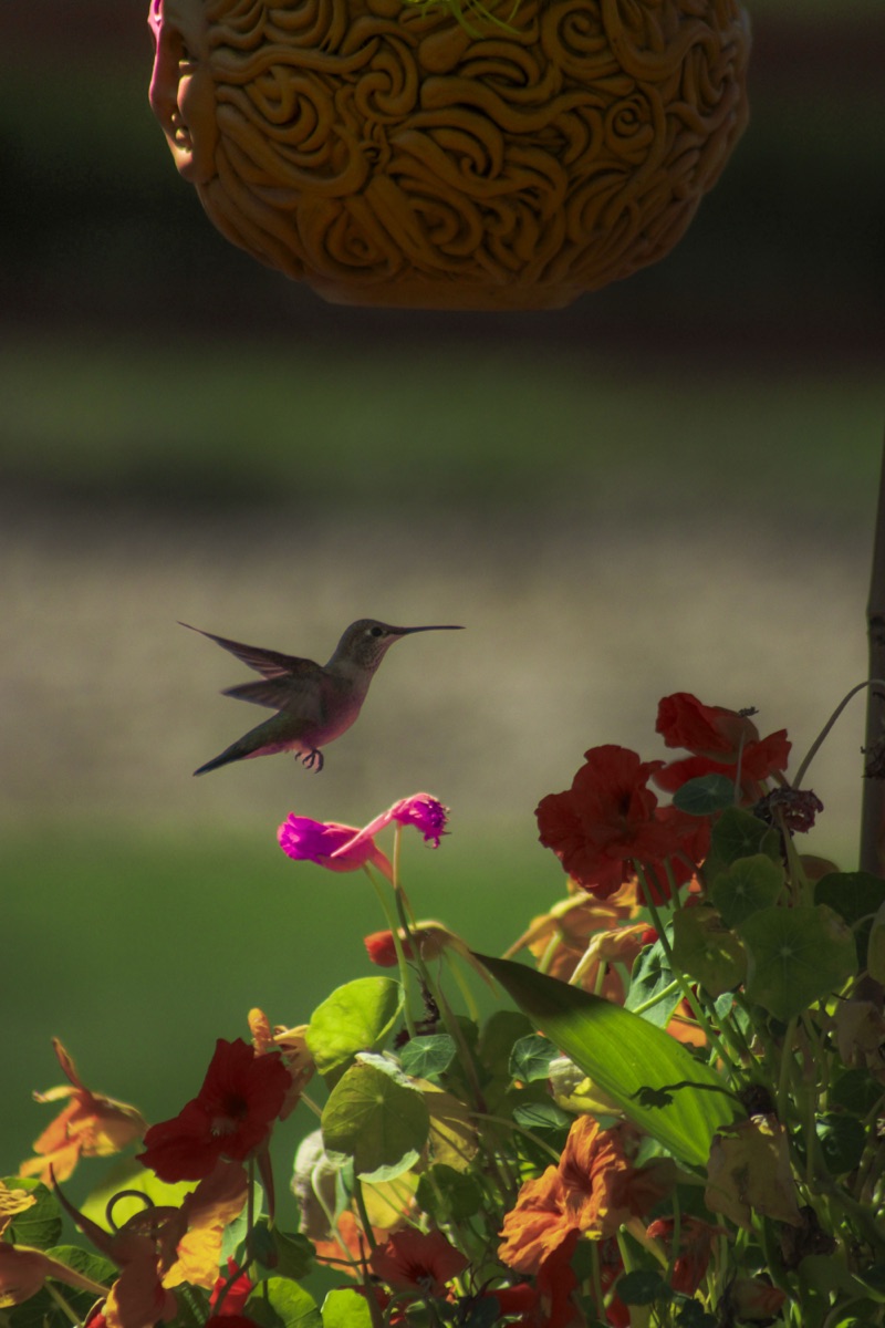 Humming Bird 2