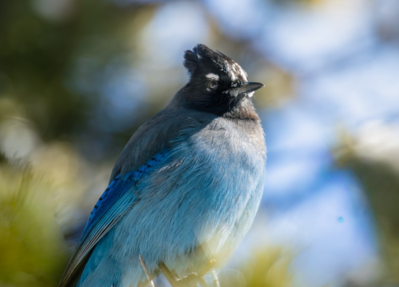 Stellers Jay 3